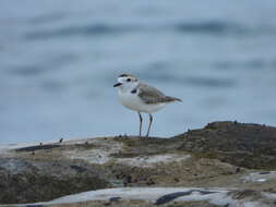 Charadrius dealbatus (Swinhoe 1870) resmi