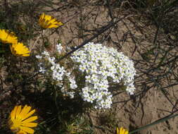 Image de Polycarena capensis (L.) Benth.