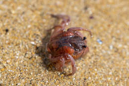 Image of dark blue soldier crab