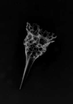 Image of Radiolaria