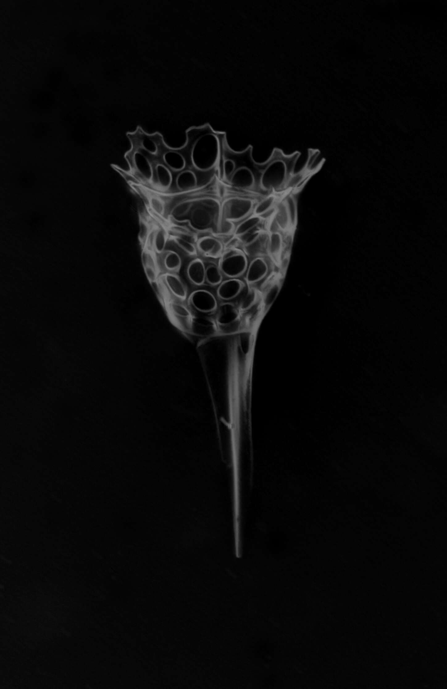 Image of Radiolaria