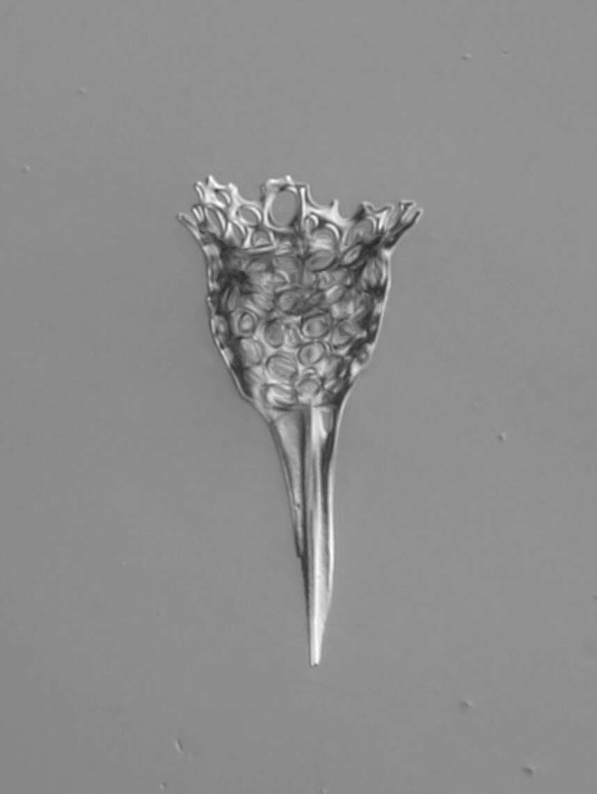 Image of Radiolaria