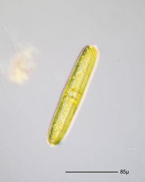 Image of Navicula