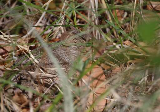 Image of Yellow-nosed Cotton Rat