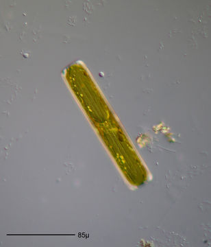 Image of Navicula