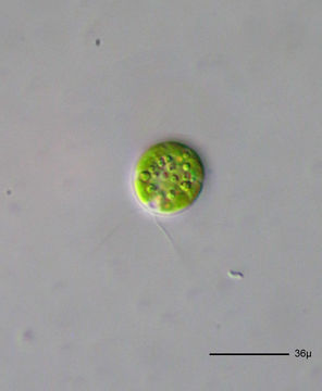 Image of Chlamydomonas