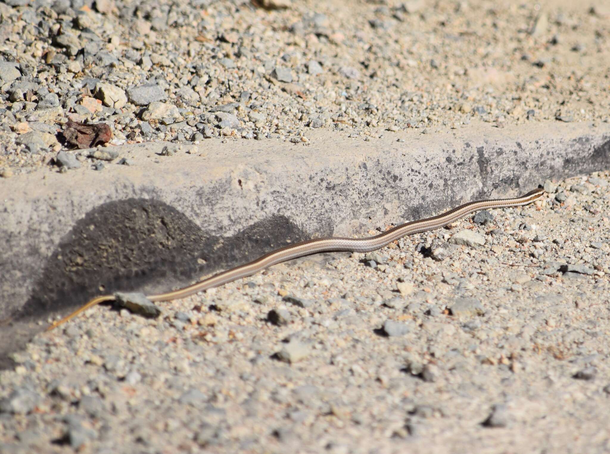 Philodryas chamissonis (Wiegmann 1835) resmi