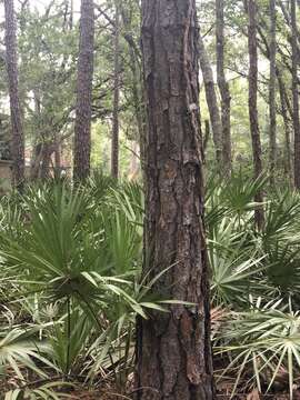 Image of Slash Pine