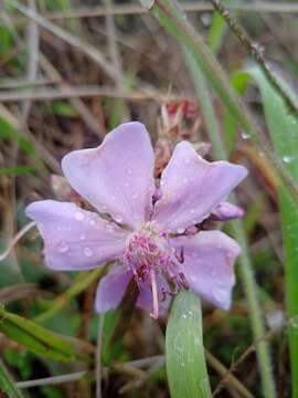 Imagem de Pleroma aegopogon (Naud.) Triana