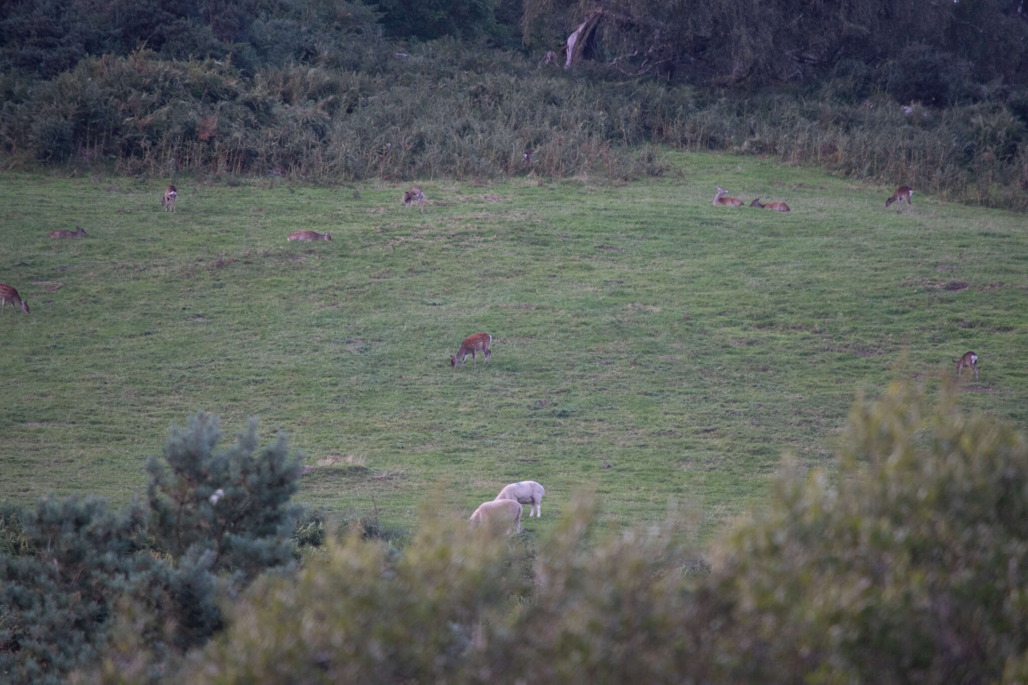 Image of sika deer