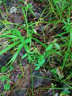 Image of Wild licorice