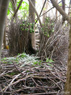 Image of Fawn-breasted Bowerbird