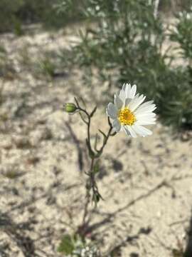 Image of Layia erubescens B. G. Baldwin