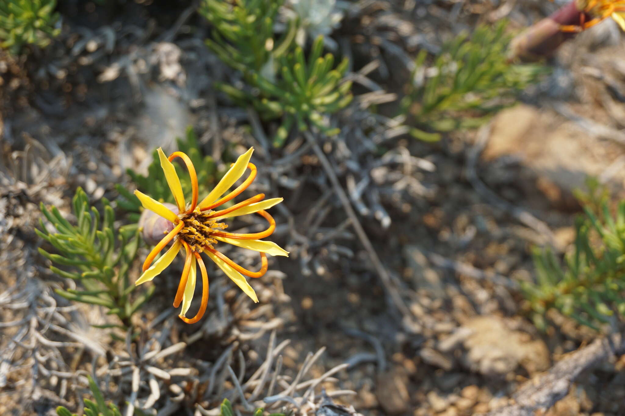 Image of Mutisia linearifolia Cav.