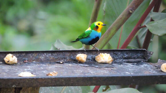 Image of Multicolored Tanager