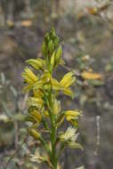 Image of Chloraea multilineolata C. Schweinf.