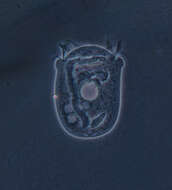 Image of Vorticellidae