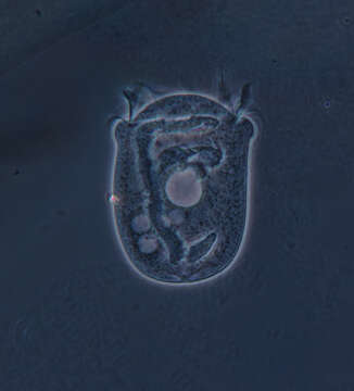 Image of Vorticellidae