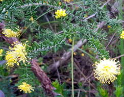 Image of Leionema diosmeum (A. Juss.) Paul G. Wilson