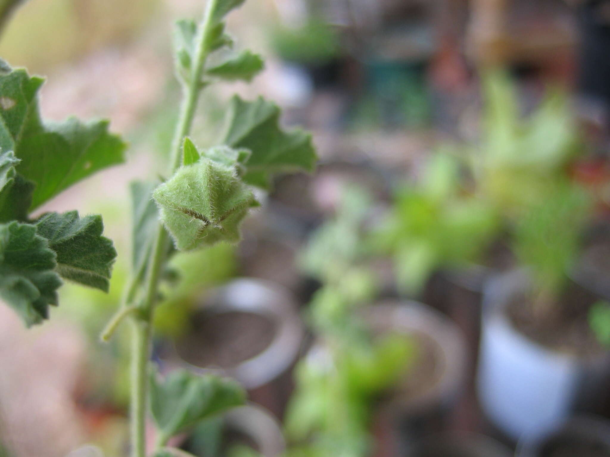 Image of Anisodontea triloba (Thunb.) D. M. Bates