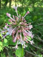 Image of largeflower valerian