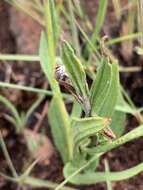 Слика од Helichrysum calocephalum Klatt