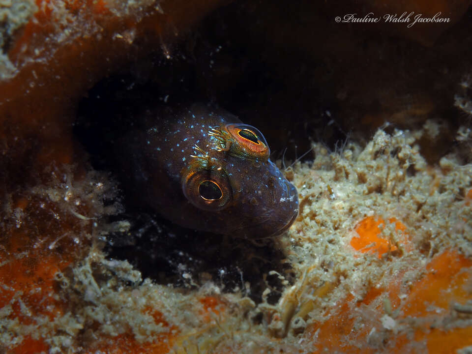 Image of Seaweed Blenny