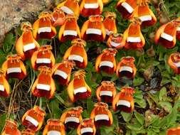 Image of Calceolaria uniflora Lam.