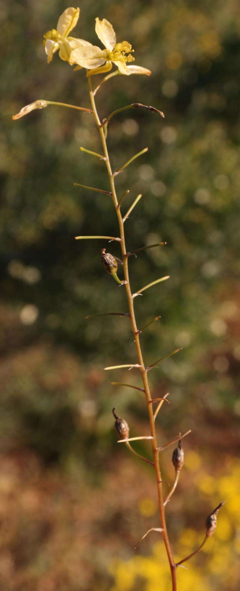 Image of Bulbine wiesei L. I. Hall