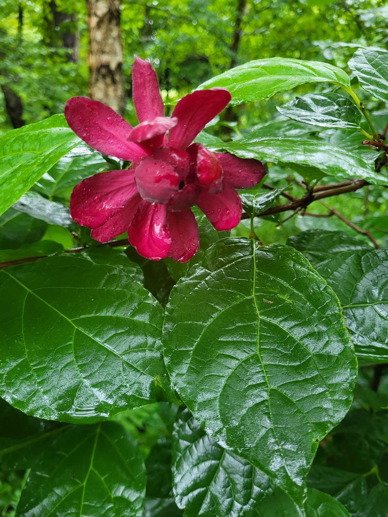 Image de Calycanthus × raulstonii (F. T. Lass. & Fantz) F. T. Lass. & Fantz ex Bernd Schulz