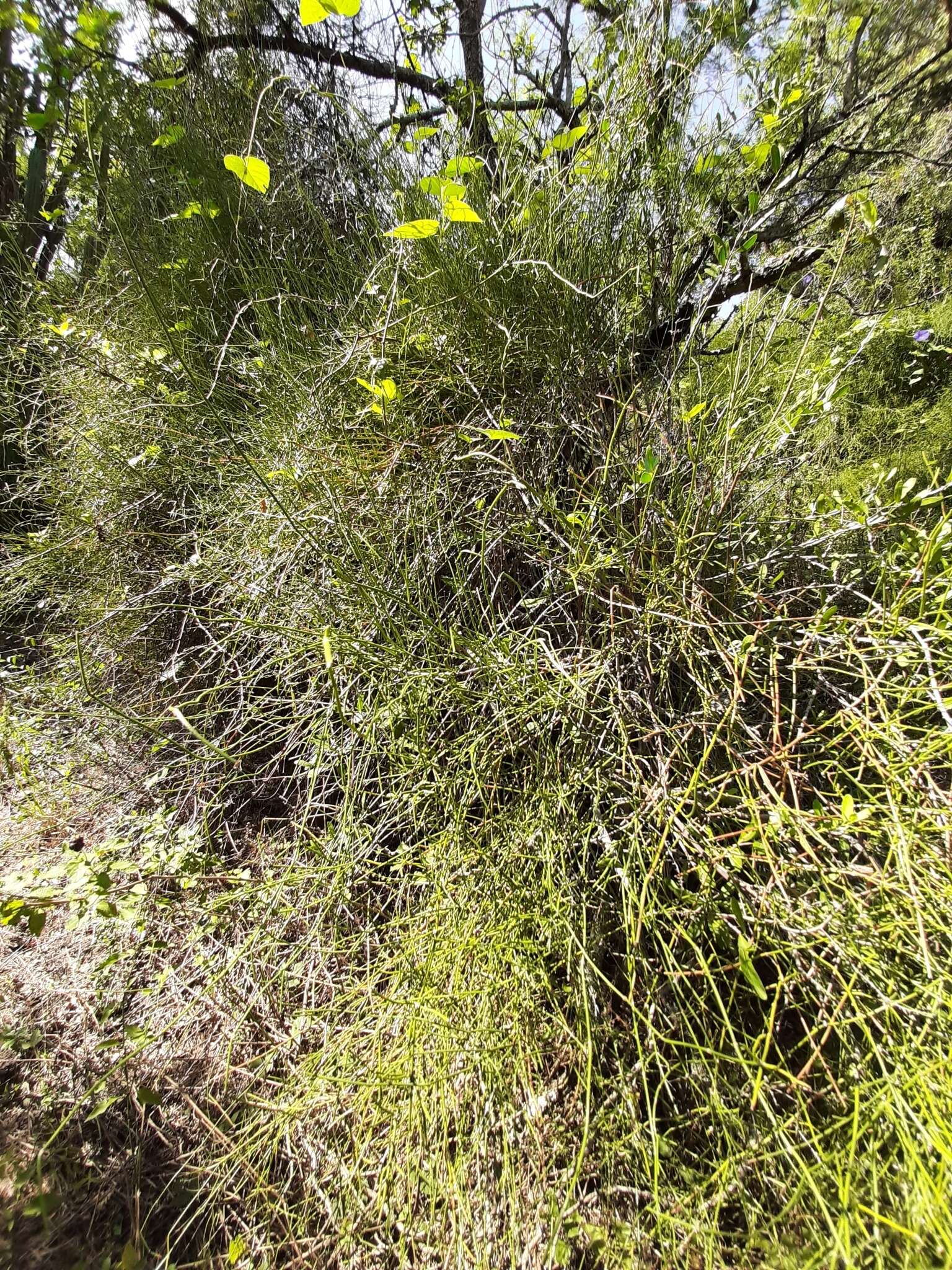 Image of Ephedra tweedieana C. A. Mey.