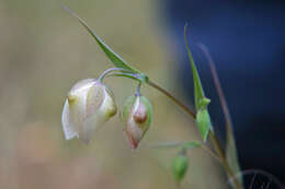 Imagem de Calochortus albus (Benth.) Douglas ex Benth.