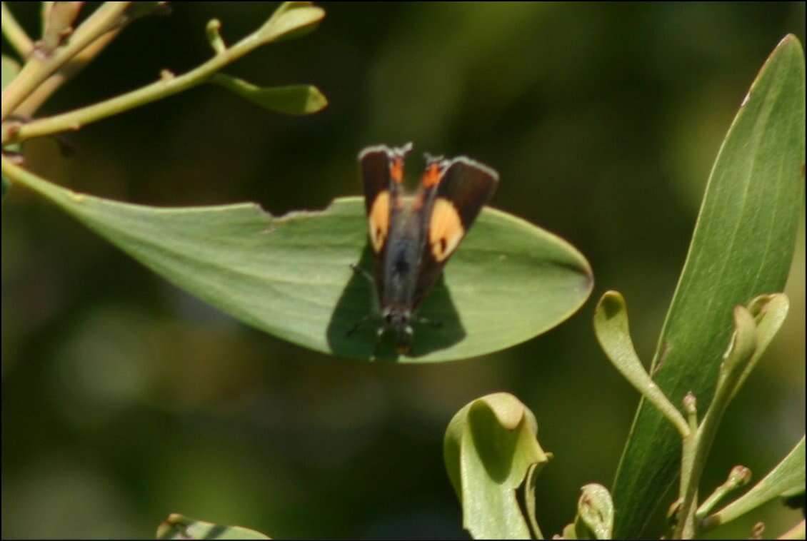 Imagem de Pseudalmenus chlorinda (Blanchard 1848)