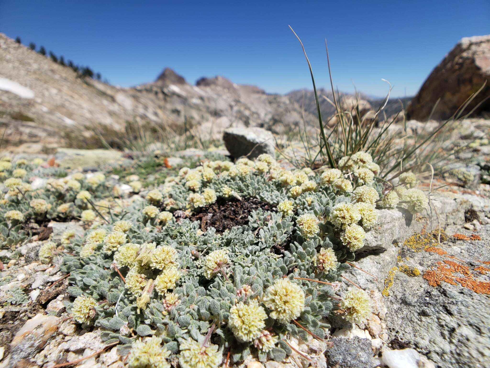 Image of Ruby Mountain buckwheat