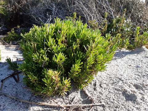 Image of Limbarda crithmoides subsp. longifolia (Arcang.) Greuter