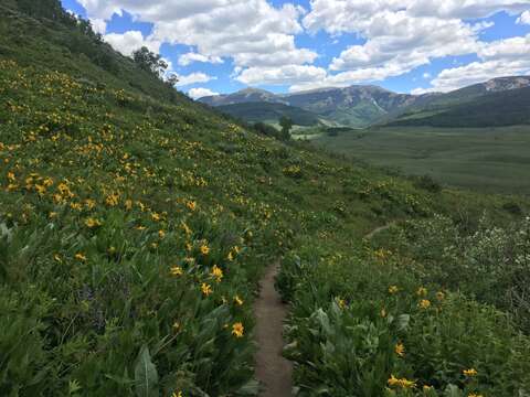 Image of mule-ears