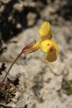 Sivun Erythranthe microphylla (Benth.) G. L. Nesom kuva