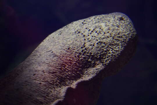 Image of Japanese Giant Salamander