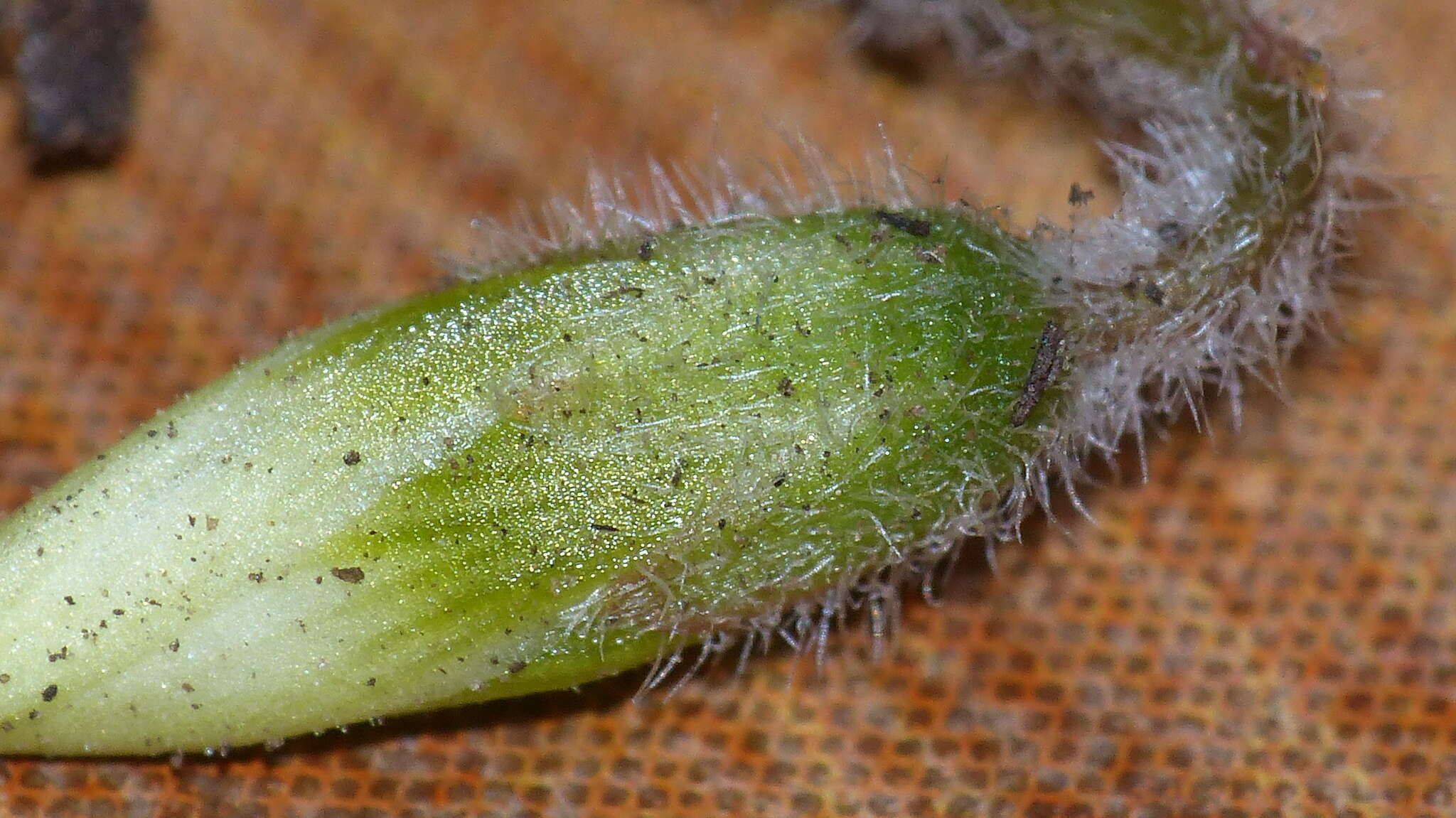 Sivun Oxalis imbricata var. imbricata kuva