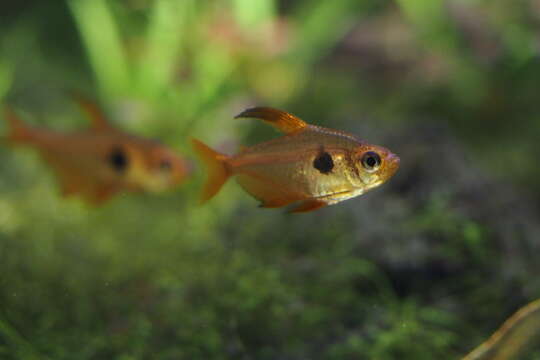 Image of Red phantom tetra