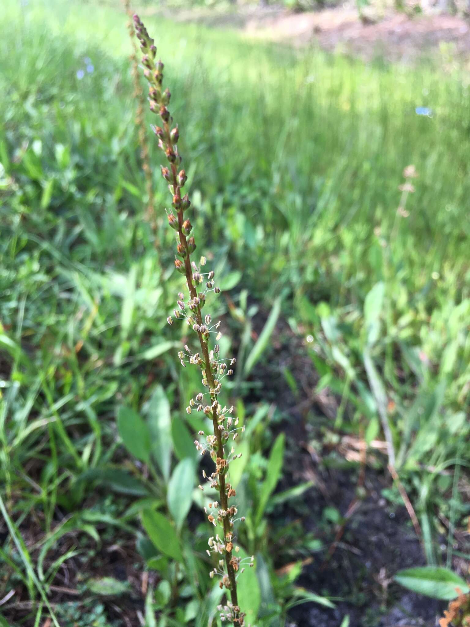 صورة Plantago sparsiflora Michx.