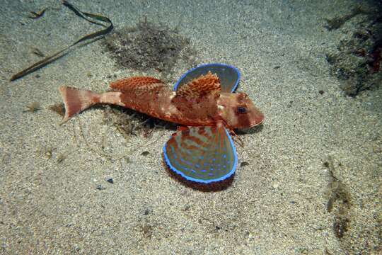 Image of Rock Gurnard