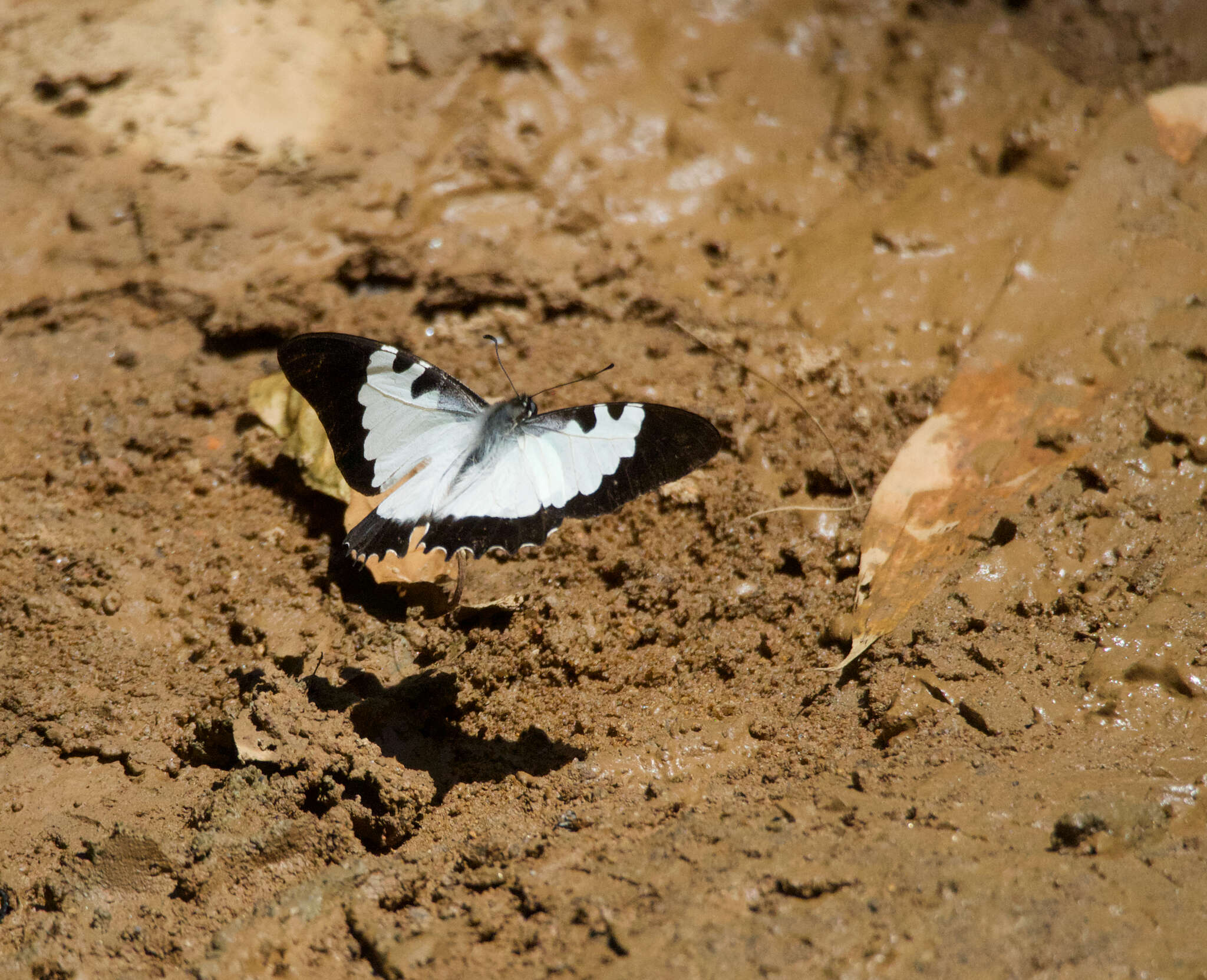 Image of Graphium endochus (Boisduval 1836)