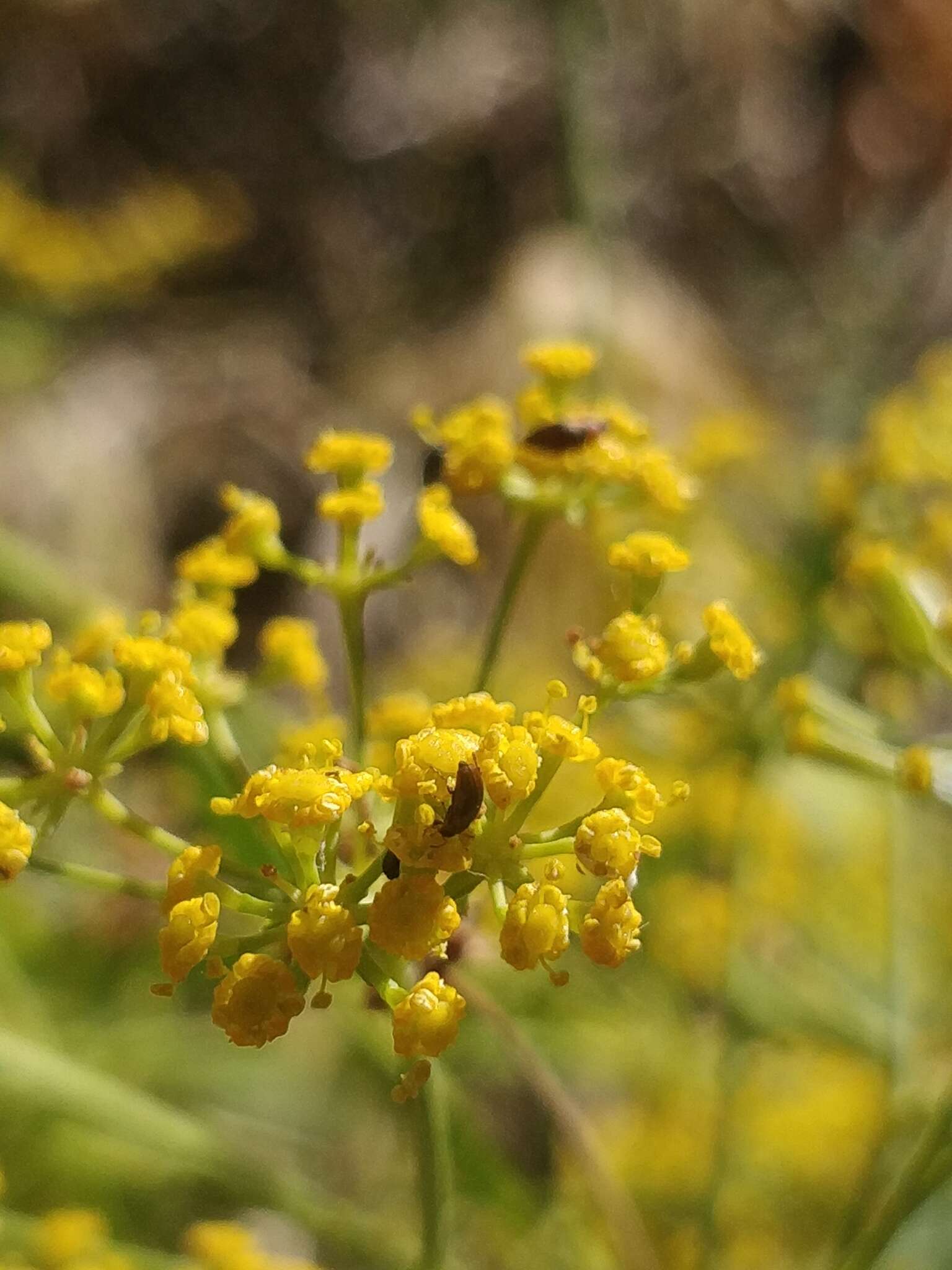 صورة Bupleurum salicifolium subsp. salicifolium