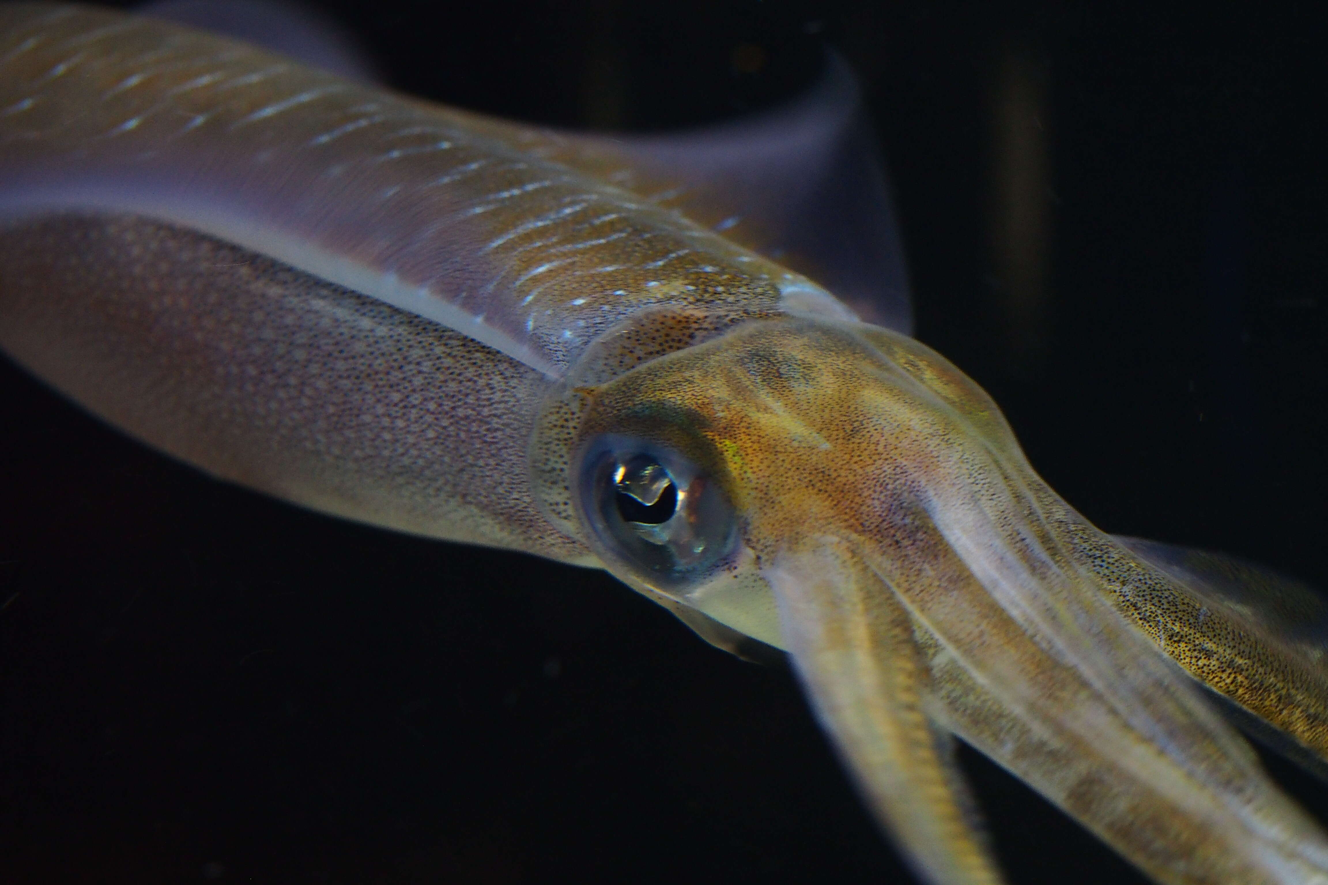 Image of bigfin reef squid