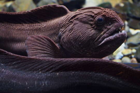 Image of Bering wolffish