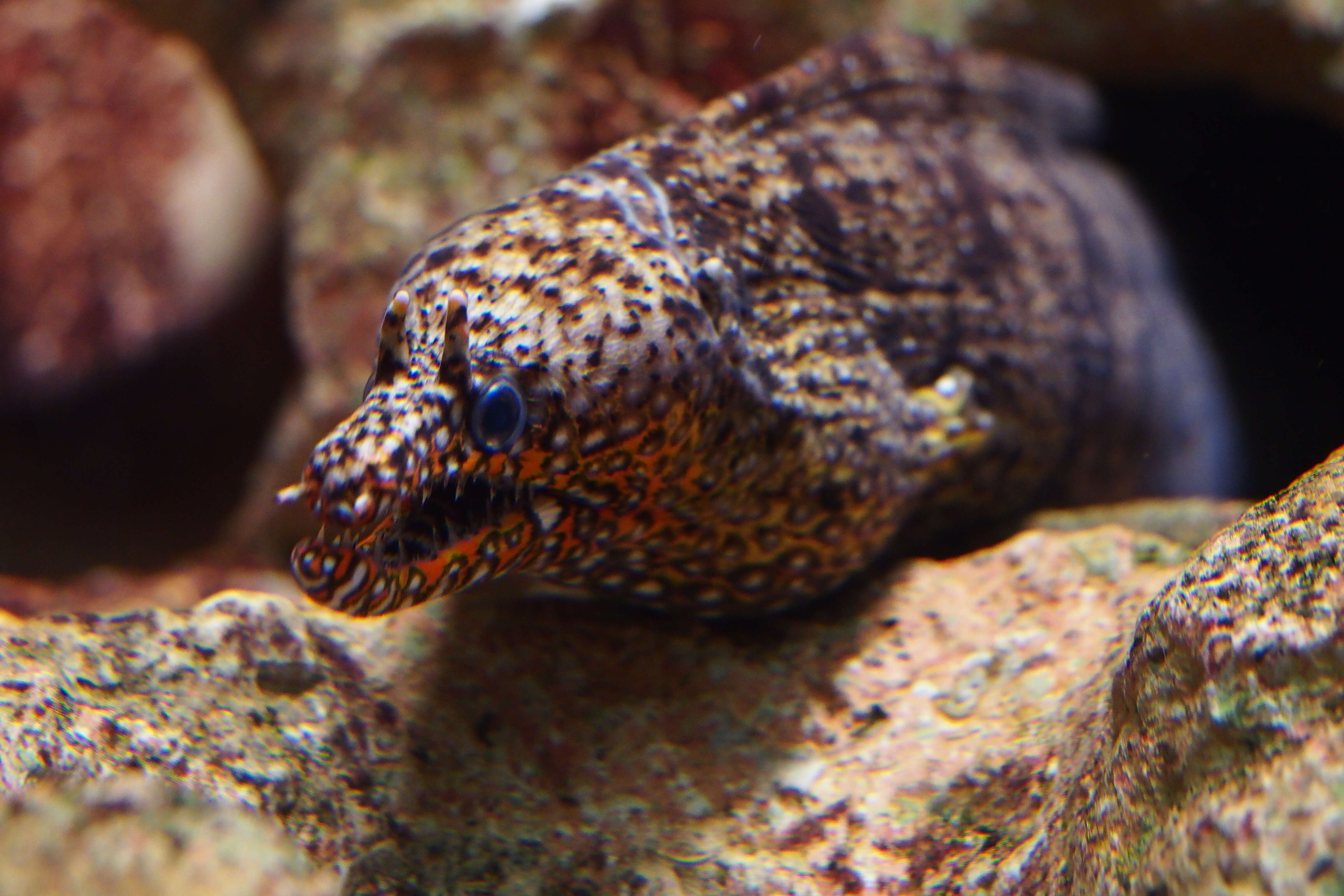 Image of Leopard moray eel