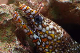 Image of Leopard moray eel