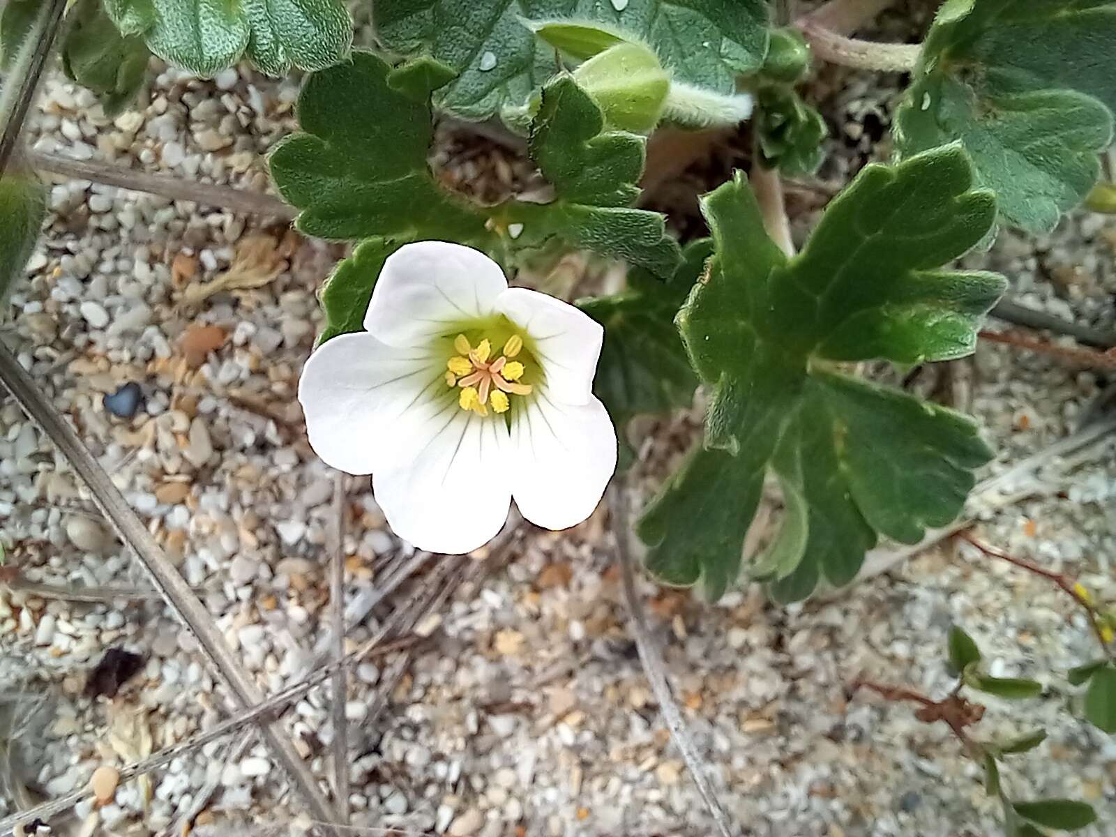 Sivun Geranium traversii Hook. fil. kuva