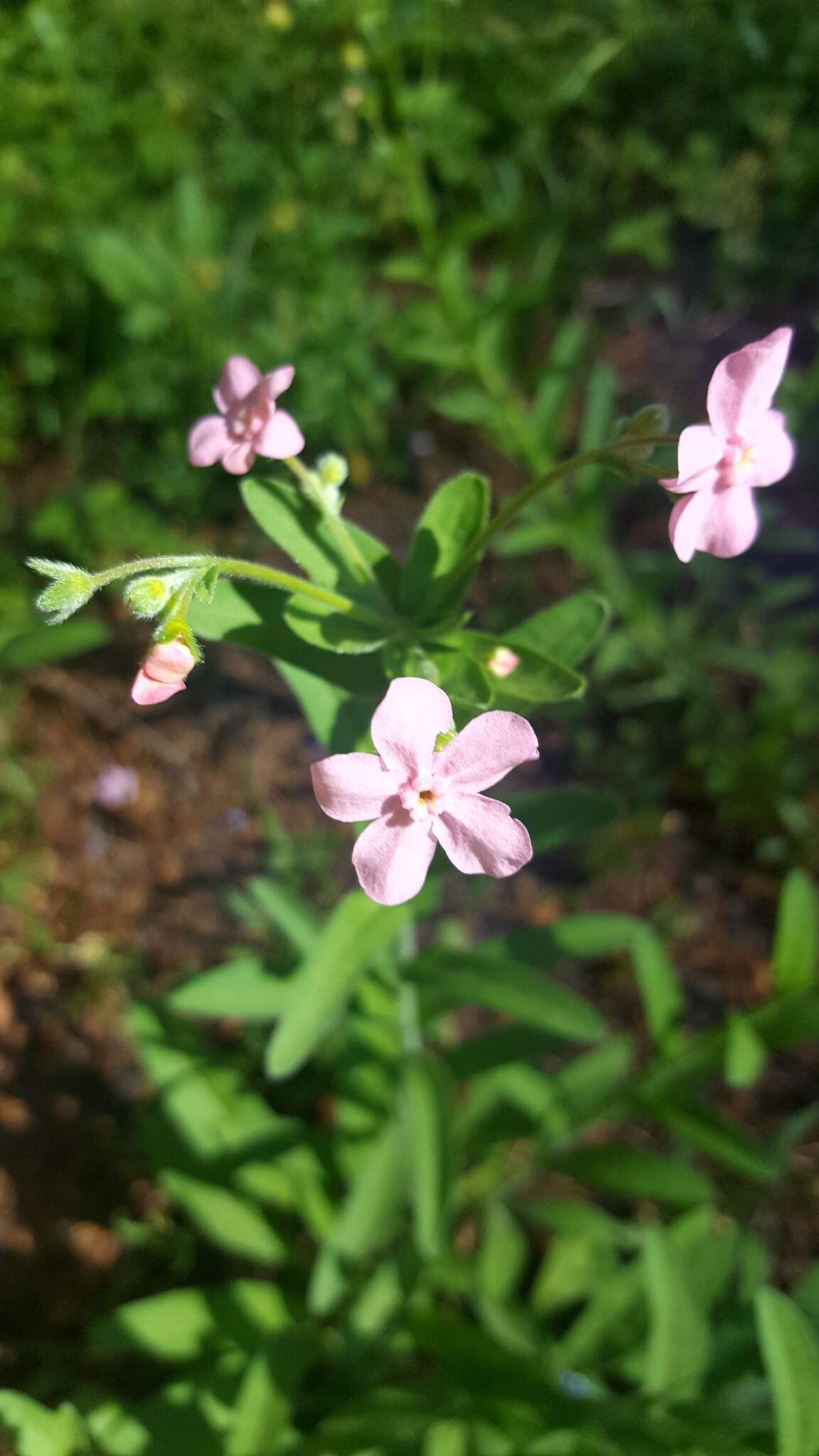 Image of pink stickseed